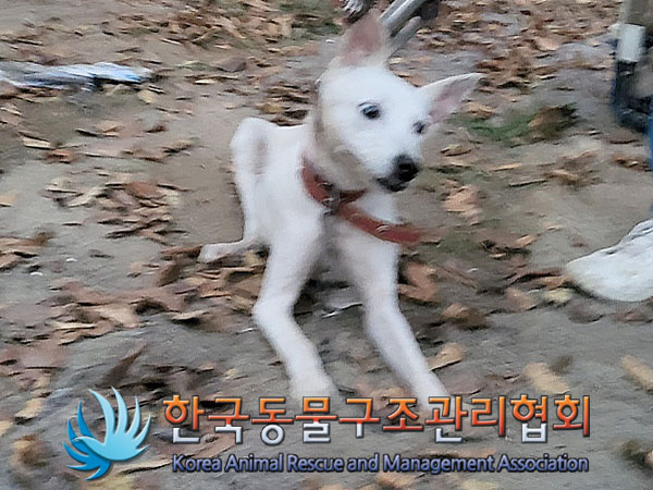 종료(안락사) 믹스…